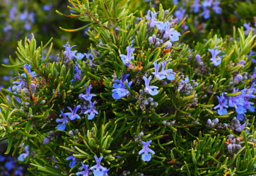ROSEMARY Blue (Rosmarinus officinalis)