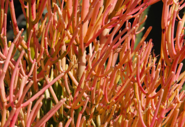 FIRE STICKS (Euphorbia tirucalli ‘Rosea’)