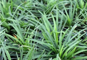 OPHIOPOGON, MONDO GRASS (Ophiopogon japonicus)